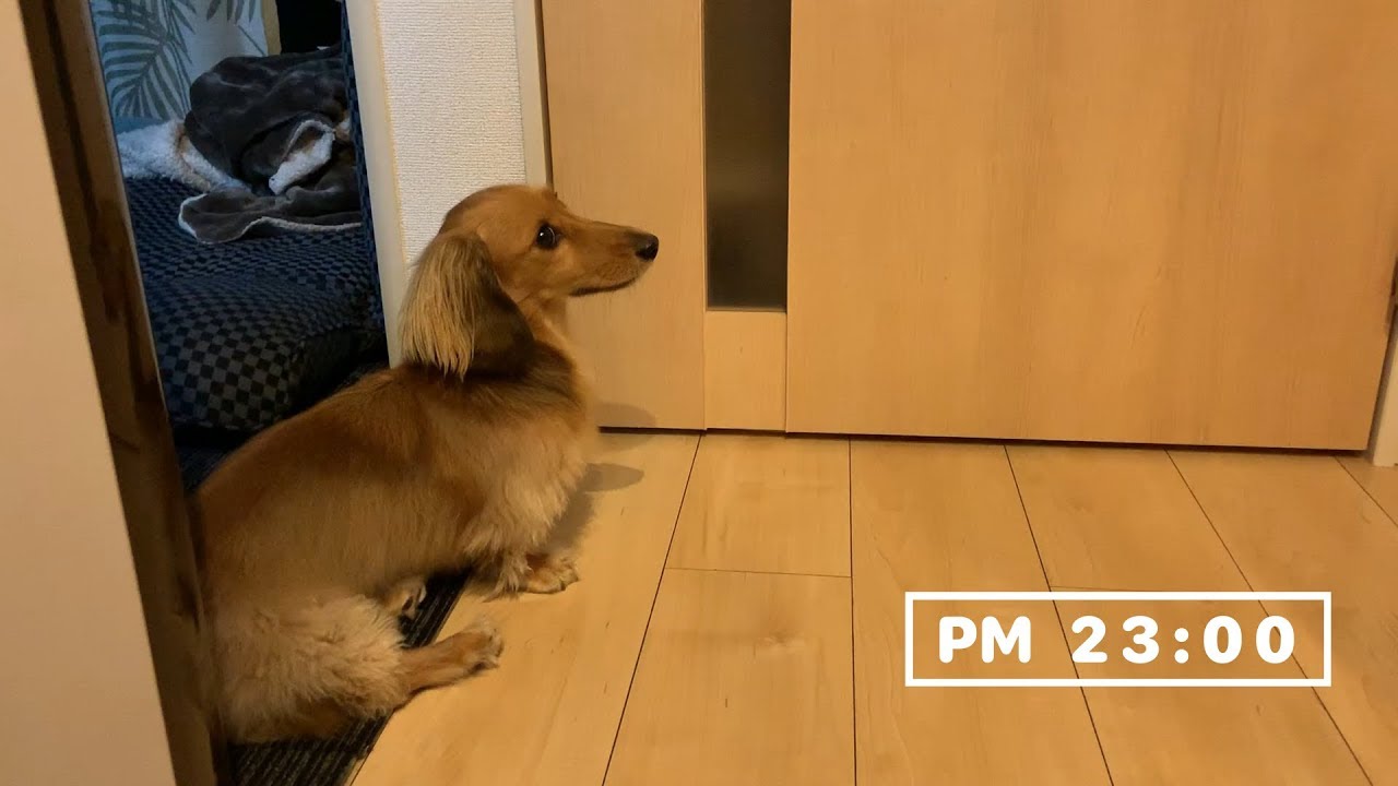 鳴き声注意【Dog】勇敢な番犬ミニチュアダックスフンドのジョン Brave watchdog miniature