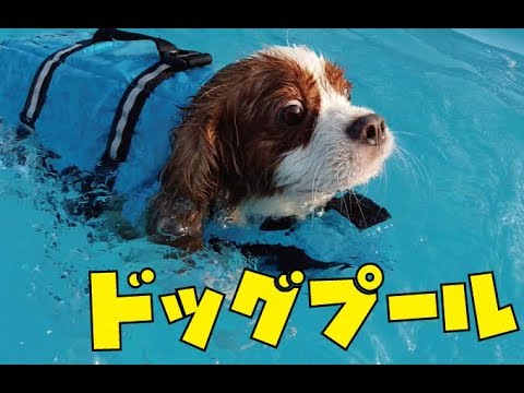 キャバリア犬とドッグプールに行ってきたよ 埼玉県川越市 Fetchさん 犬動画のイヌドーガ