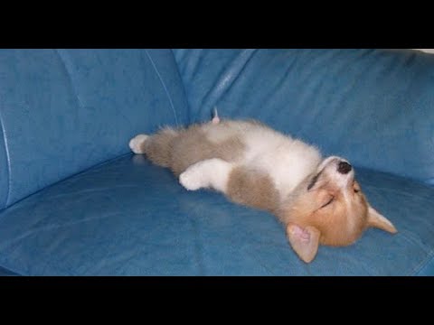 かわいいコーギー犬の最高に可愛い おもしろハプニング動画集 犬動画のイヌドーガ