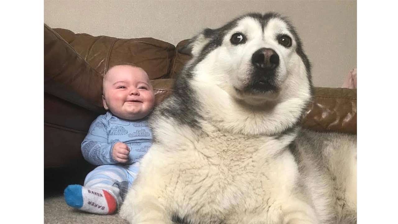 初めて人間の赤ちゃんに会ったハスキー犬の反応が超おもしろ 犬動画のイヌドーガ