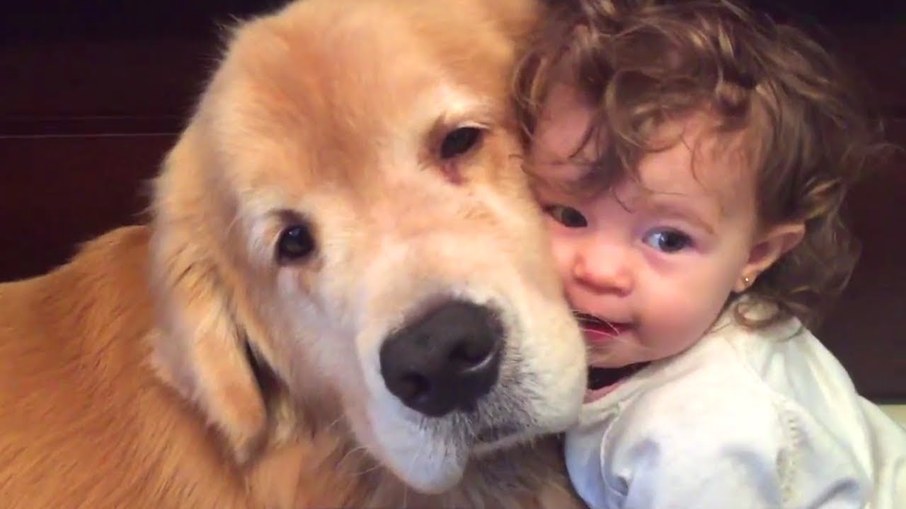 かわいいゴールデンレトリバー犬と赤ちゃん謎の会話動画特集 どっちも可愛すぎる 犬動画のイヌドーガ