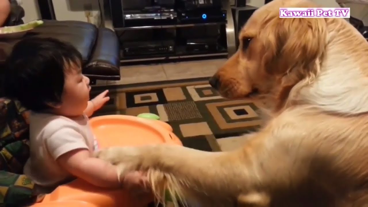 かわいいゴールデンレトリバー犬と赤ちゃん謎の会話動画特集 どっちも可愛すぎる 1 犬動画のイヌドーガ