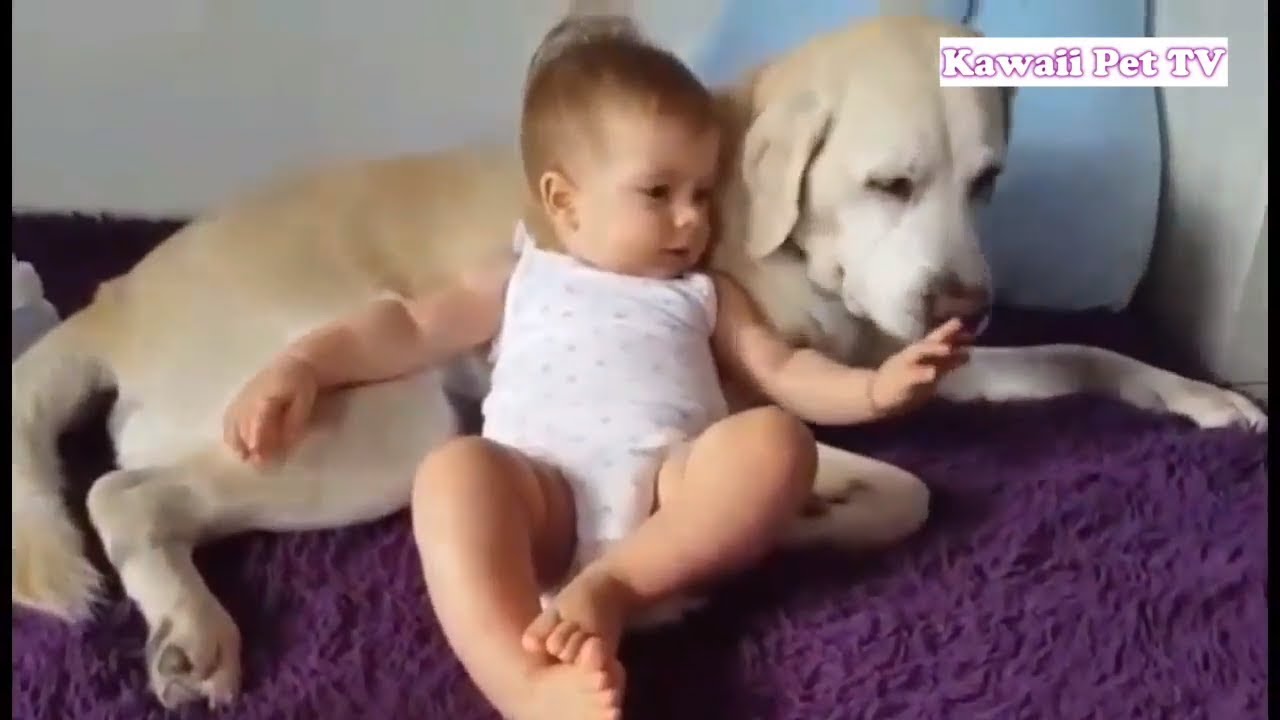 かわいい犬と赤ちゃん ラブラドール レトリーバーと赤ちゃんのじゃれあいに感動 犬動画のイヌドーガ