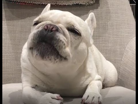可愛い おもしろい犬フレンチブルドッグの動画 1発目から癒してくれます 17 犬動画のイヌドーガ