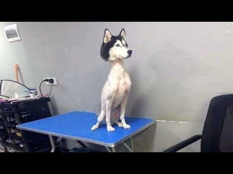 絶対笑う 最高におもしろ犬 猫のハプニング 失敗動画集 かわいい犬 猫 犬動画のイヌドーガ
