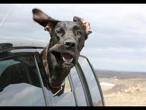 絶対笑う 最高におもしろ犬のハプニング 失敗動画集 かわいい犬 犬動画のイヌドーガ