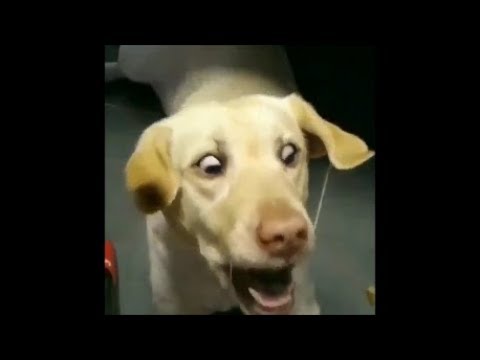 面白い動物 最高におもしろい犬 絶対に笑える犬 かわいい犬の物語5 犬動画のイヌドーガ