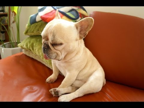 かわいいフレンチブルドック犬の最高に可愛い おもしろハプニング動画集４ 犬動画のイヌドーガ