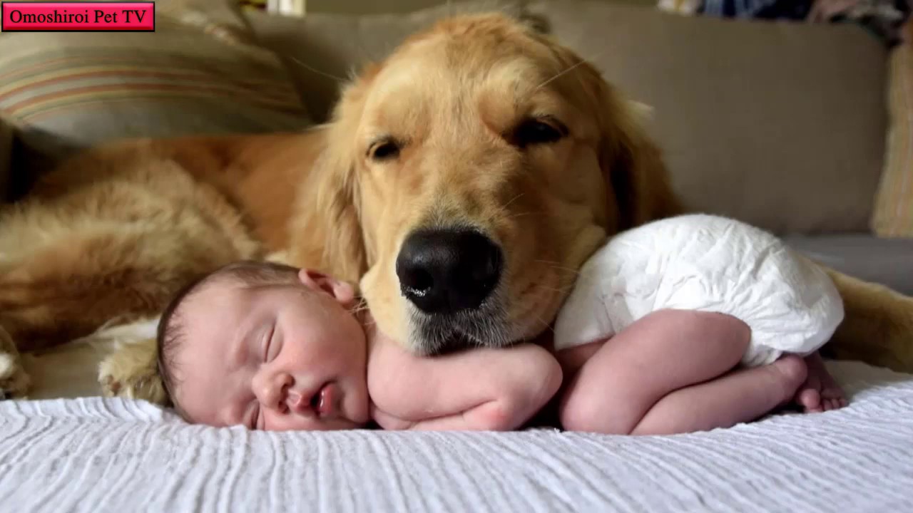 かわいいゴールデンレトリバー犬と赤ちゃん謎の会話動画特集・どっちも可愛すぎる 3 犬動画のイヌドーガ🐶