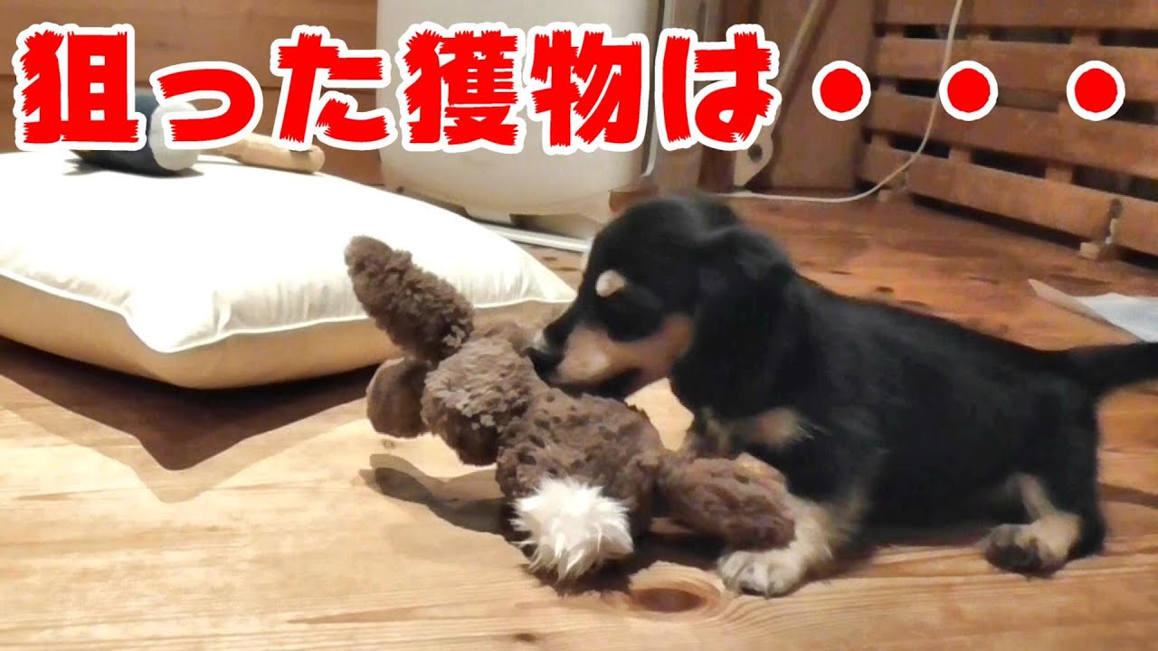 狩りのやり方教えます。ミニチュアダックスの赤ちゃん 癒し動画【覚醒】【本能】【子犬】 犬動画のイヌドーガ🐶
